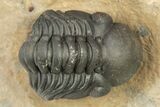 Kettneraspis Trilobite With Long Occipital & Reedops #276399-7